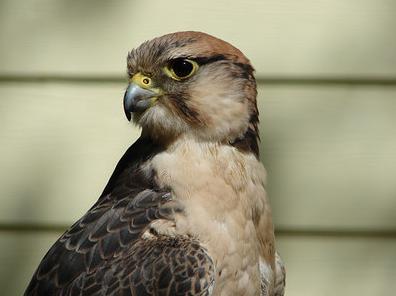 Savannah, the Atlanta Falcon