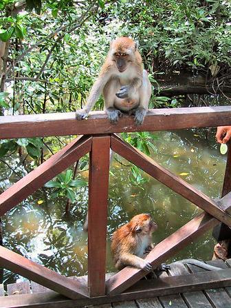 Malaysian Monkeys