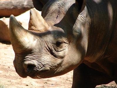 Wrinkles the Rhino