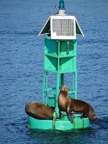 Oh Buoy, Sea Lions!